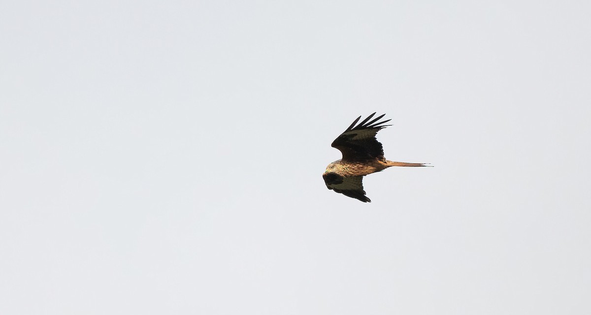 luňák červený (ssp. milvus) - ML644326359