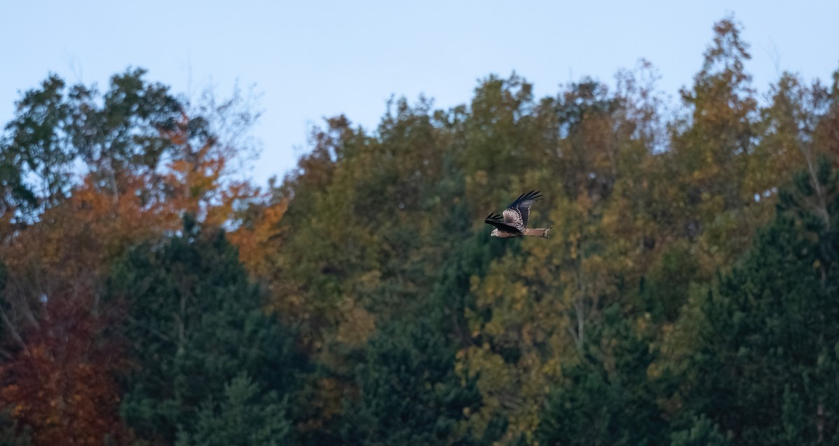 luňák červený (ssp. milvus) - ML644326361