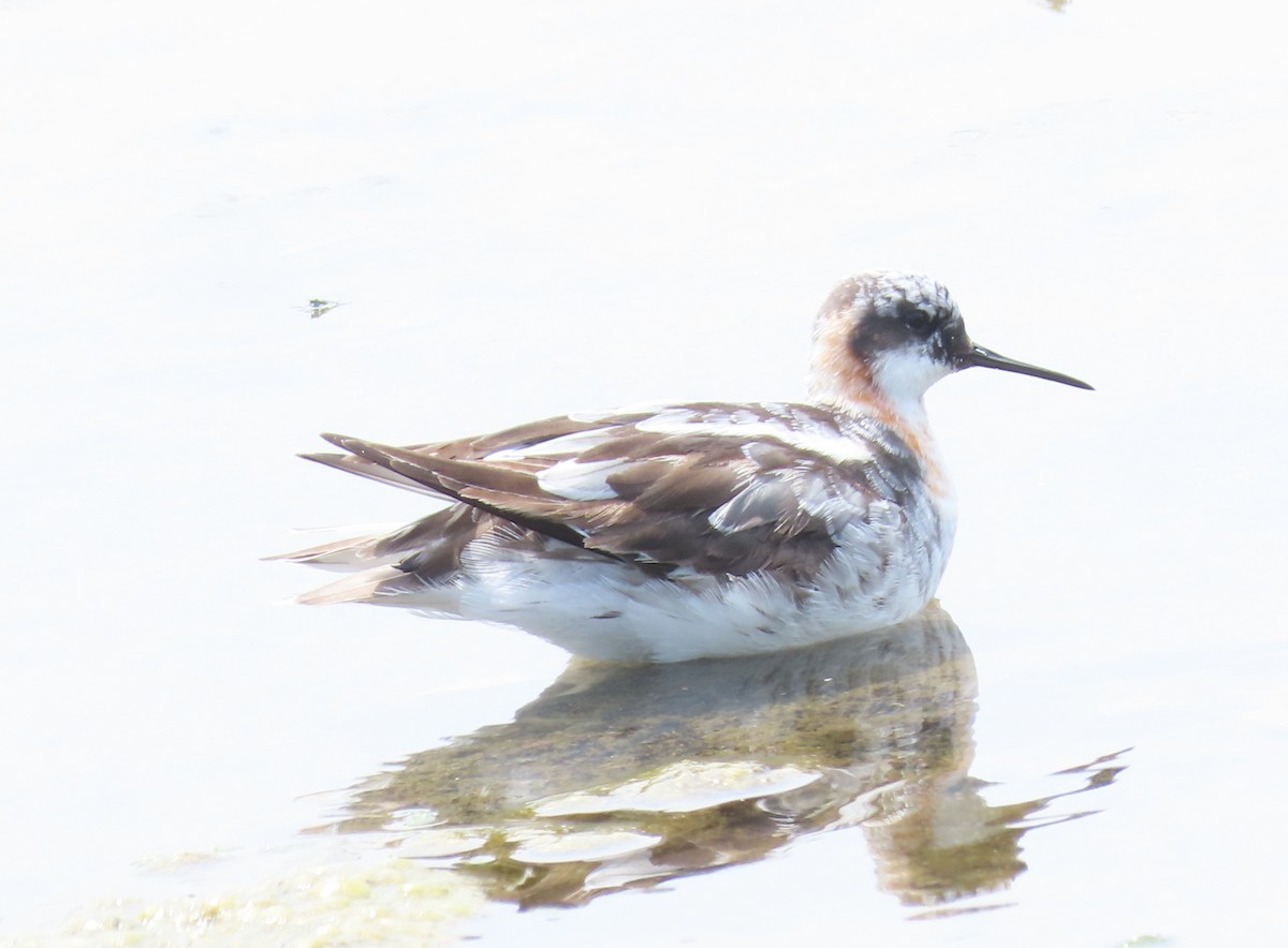 Red-necked Phalarope - ML644326363