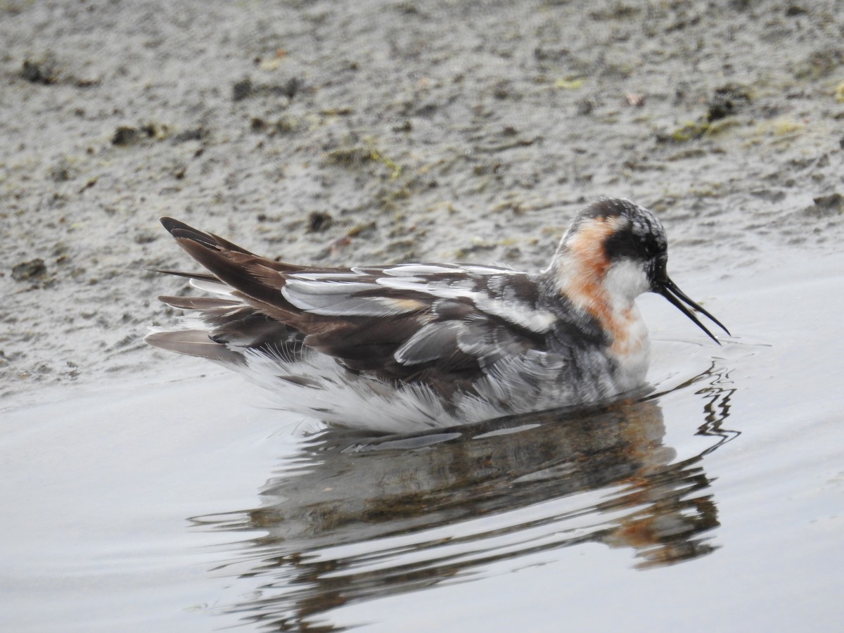 Red-necked Phalarope - ML644326364