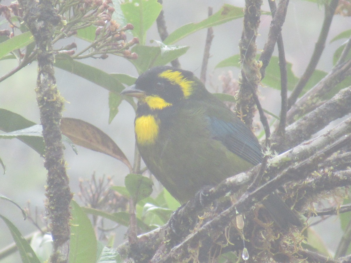 Gold-ringed Tanager - ML644326366