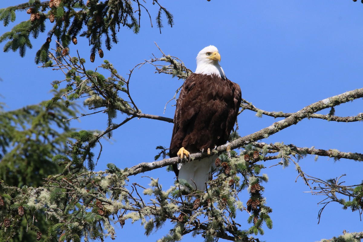 Ak Başlı Kartal - ML644326370