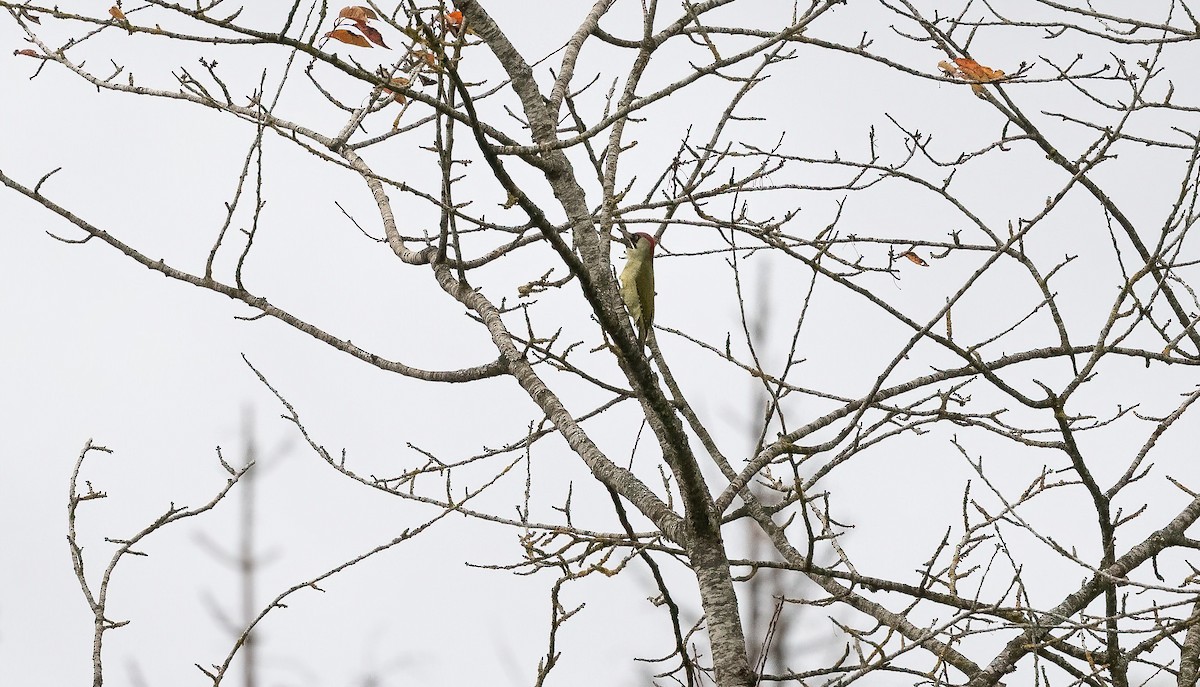 Жовна зелена (підвид viridis/karelini) - ML644326379