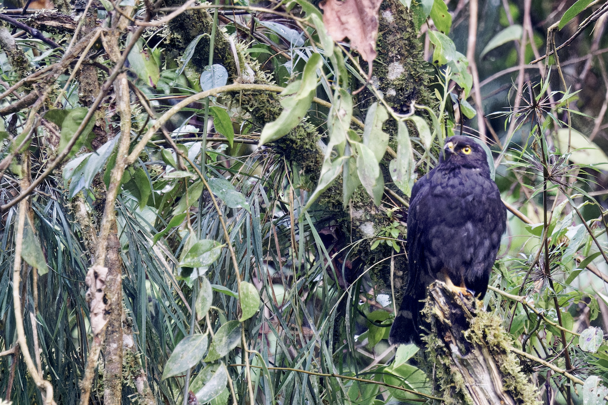 káně bělokostřečná - ML644326380