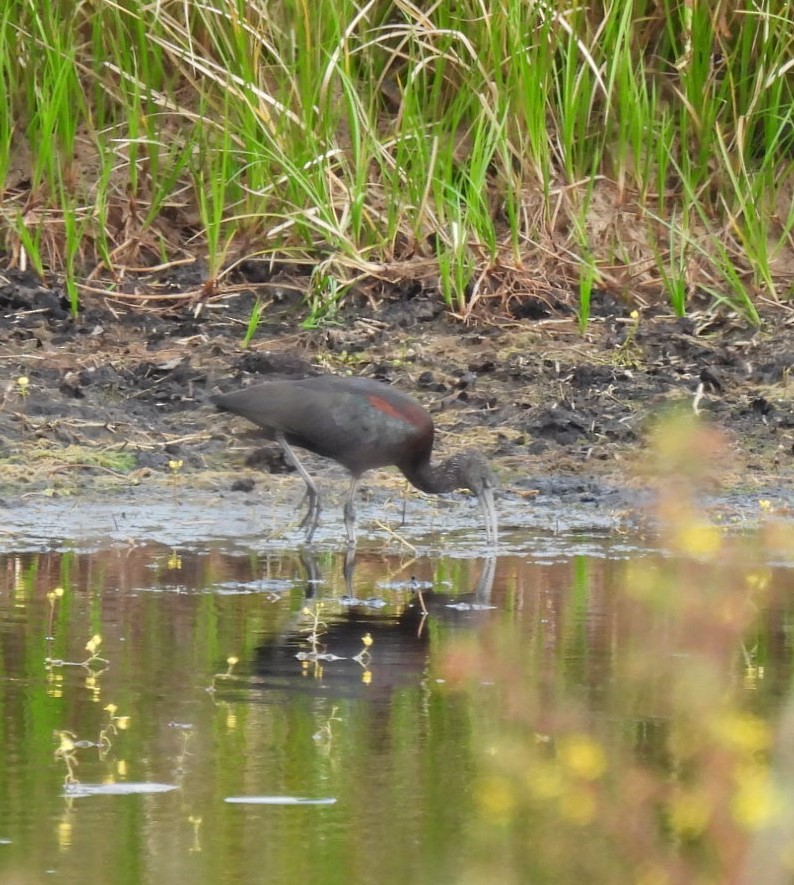 Glossy Ibis - ML644326381
