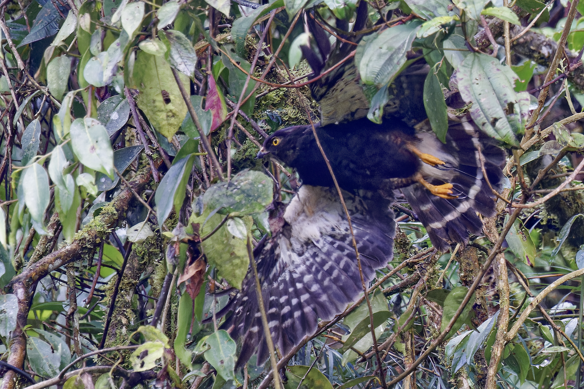 káně bělokostřečná - ML644326382