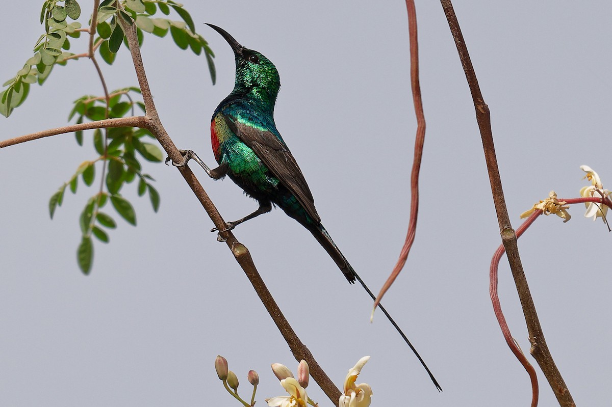 ウツクシオナガタイヨウチョウ - ML644326385