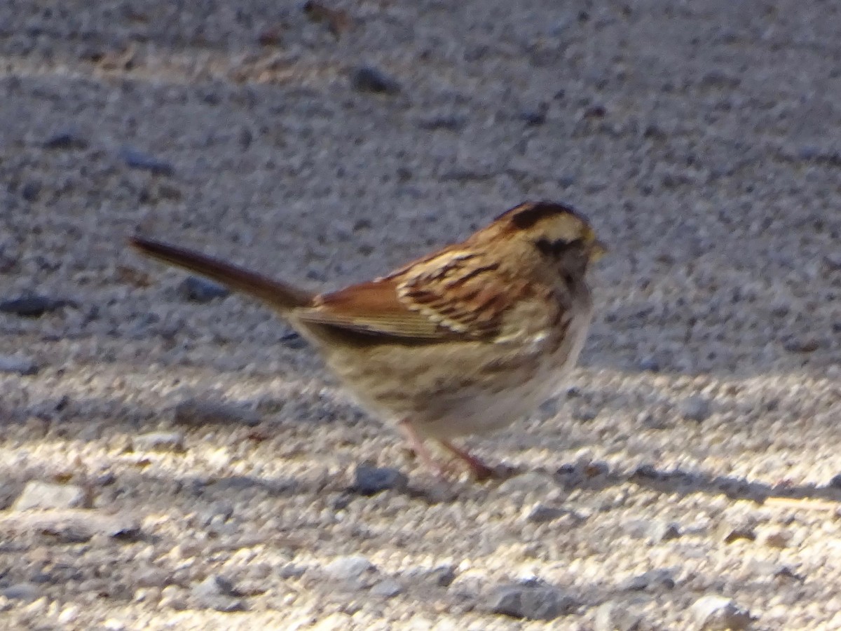 strnadec bělohrdlý - ML644326386