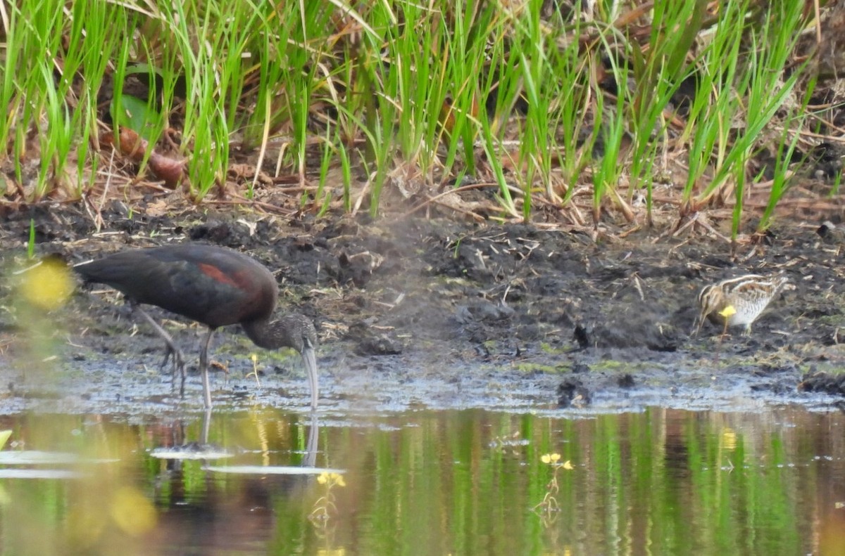 Glossy Ibis - ML644326403