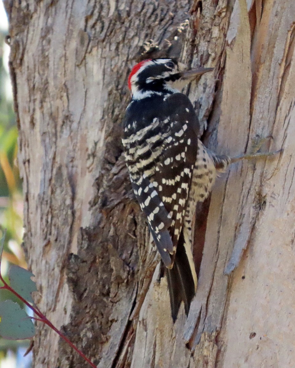 Nuttall Ağaçkakanı - ML644326405