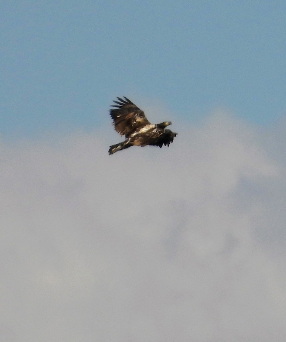 Ak Başlı Kartal - ML644326407