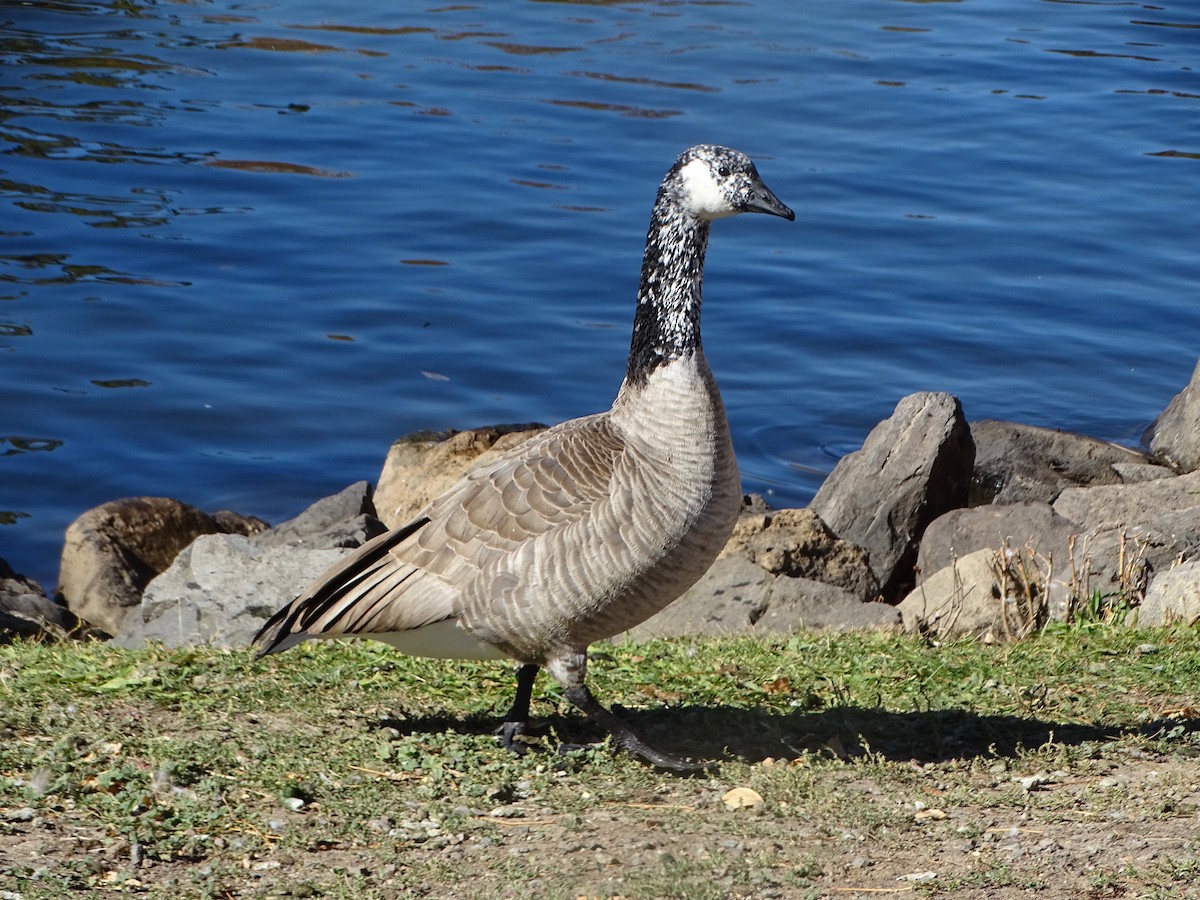 berneška velká - ML644326413