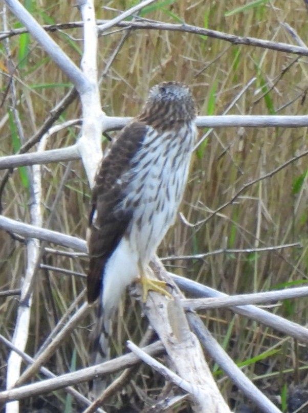Cooper's Hawk - ML644326414