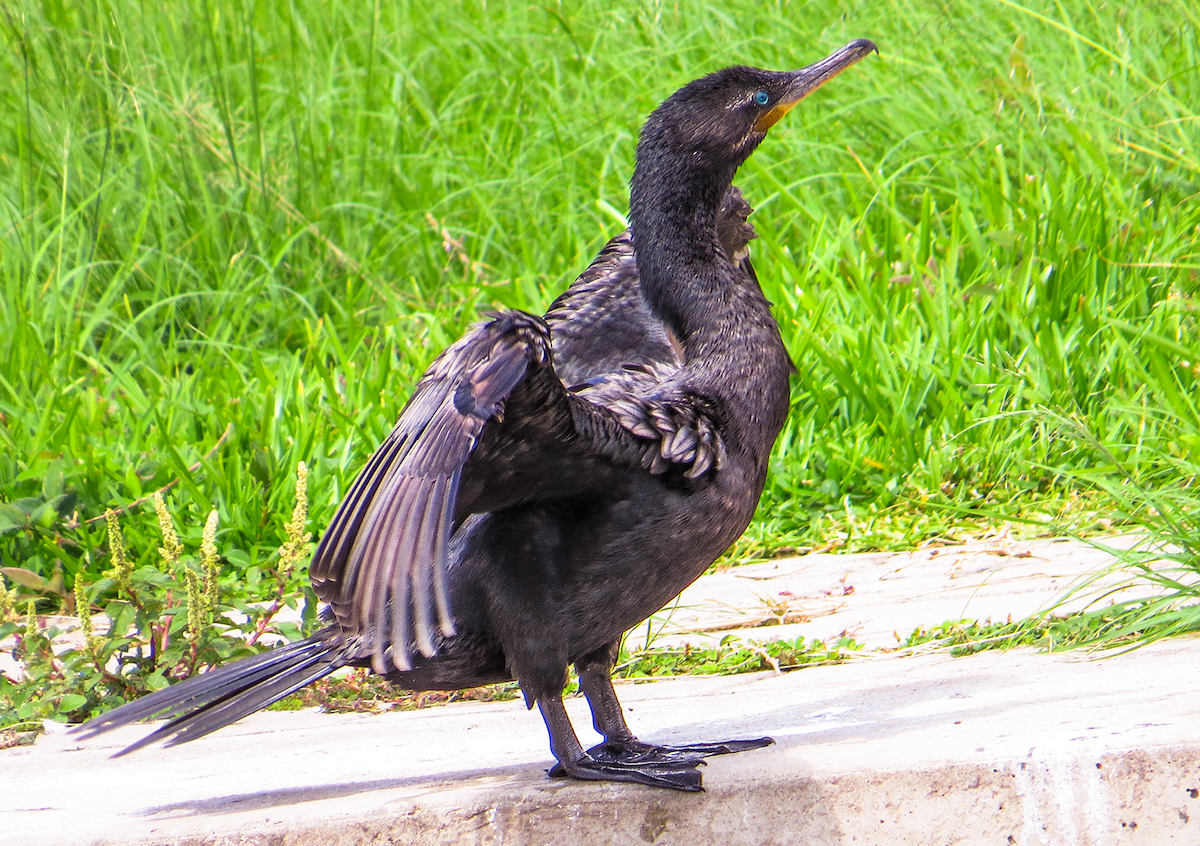 Neotropic Cormorant - ML644326416