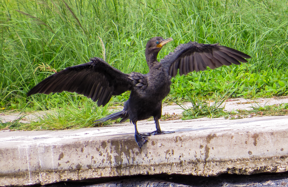 Neotropic Cormorant - ML644326418