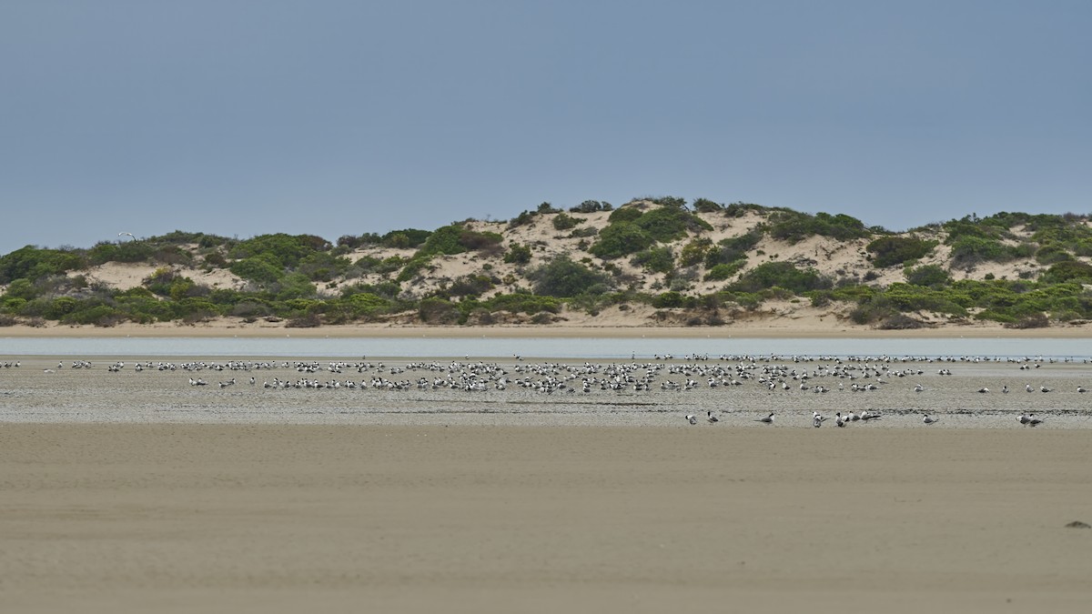 Great Crested Tern - ML644326422