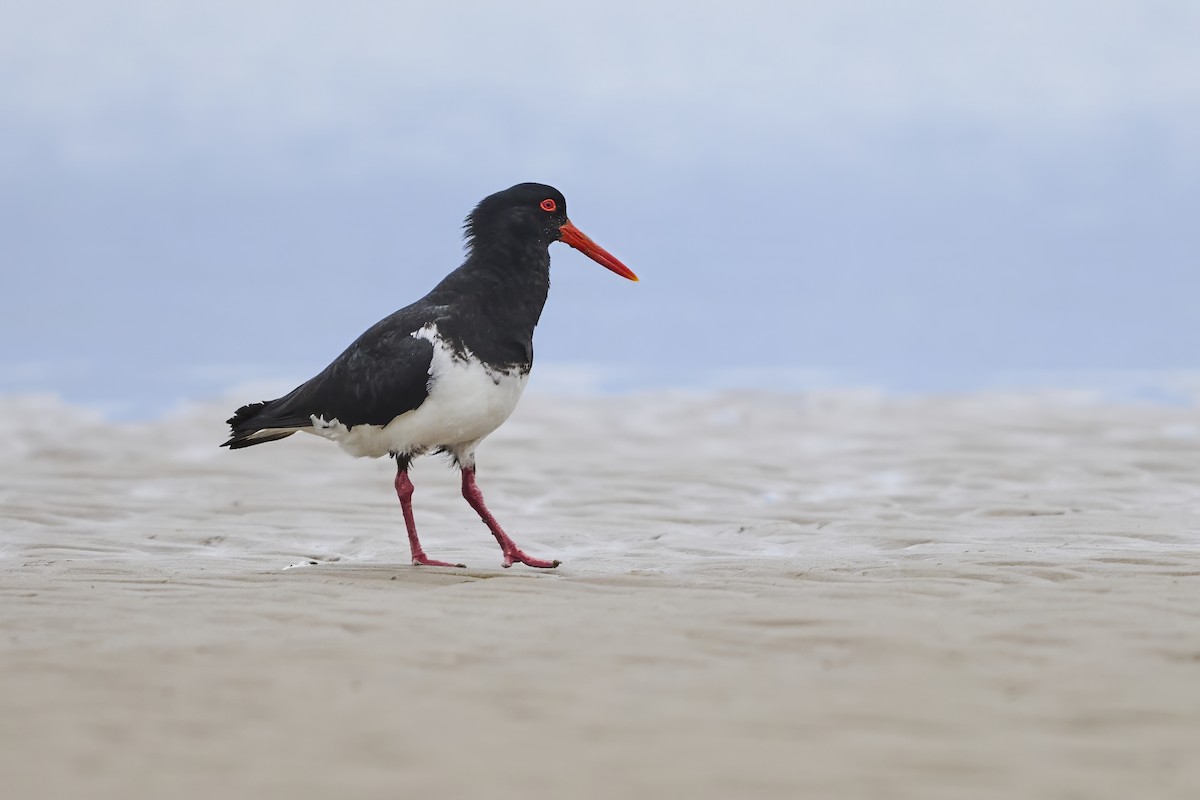 Pied Oystercatcher - ML644326427