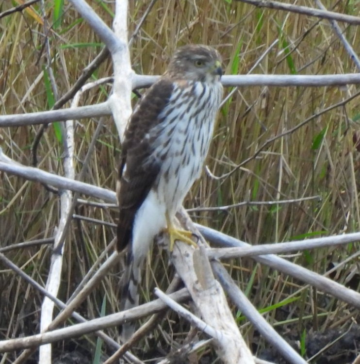 Cooper's Hawk - ML644326429