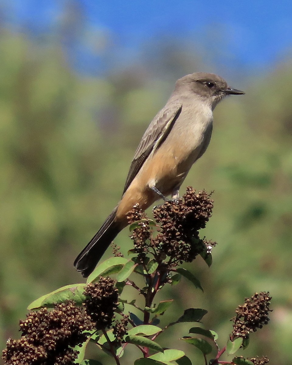 Say Fibisi - ML644326434