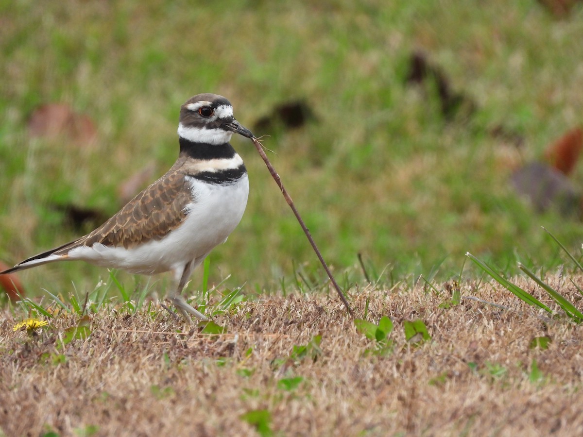 Пісочник крикливий - ML644326435