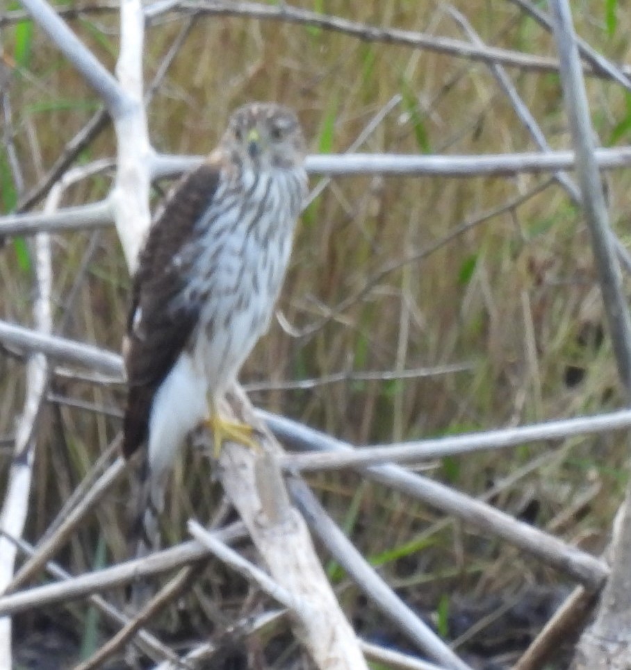 Cooper's Hawk - ML644326436