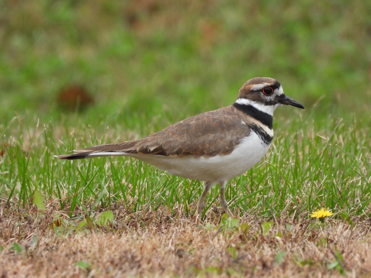 Пісочник крикливий - ML644326442