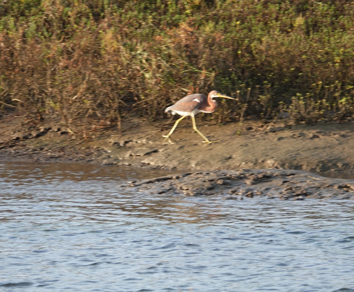 Üç Renkli Balıkçıl - ML644326445