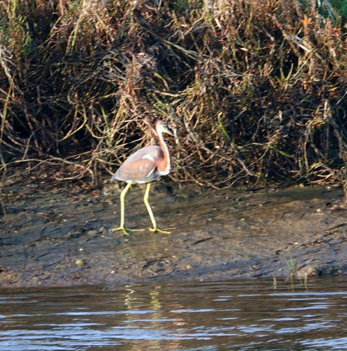 Üç Renkli Balıkçıl - ML644326451