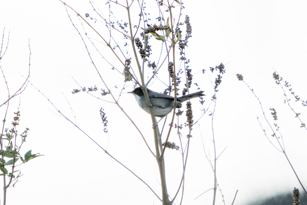 Sardinian Warbler - ML644326452