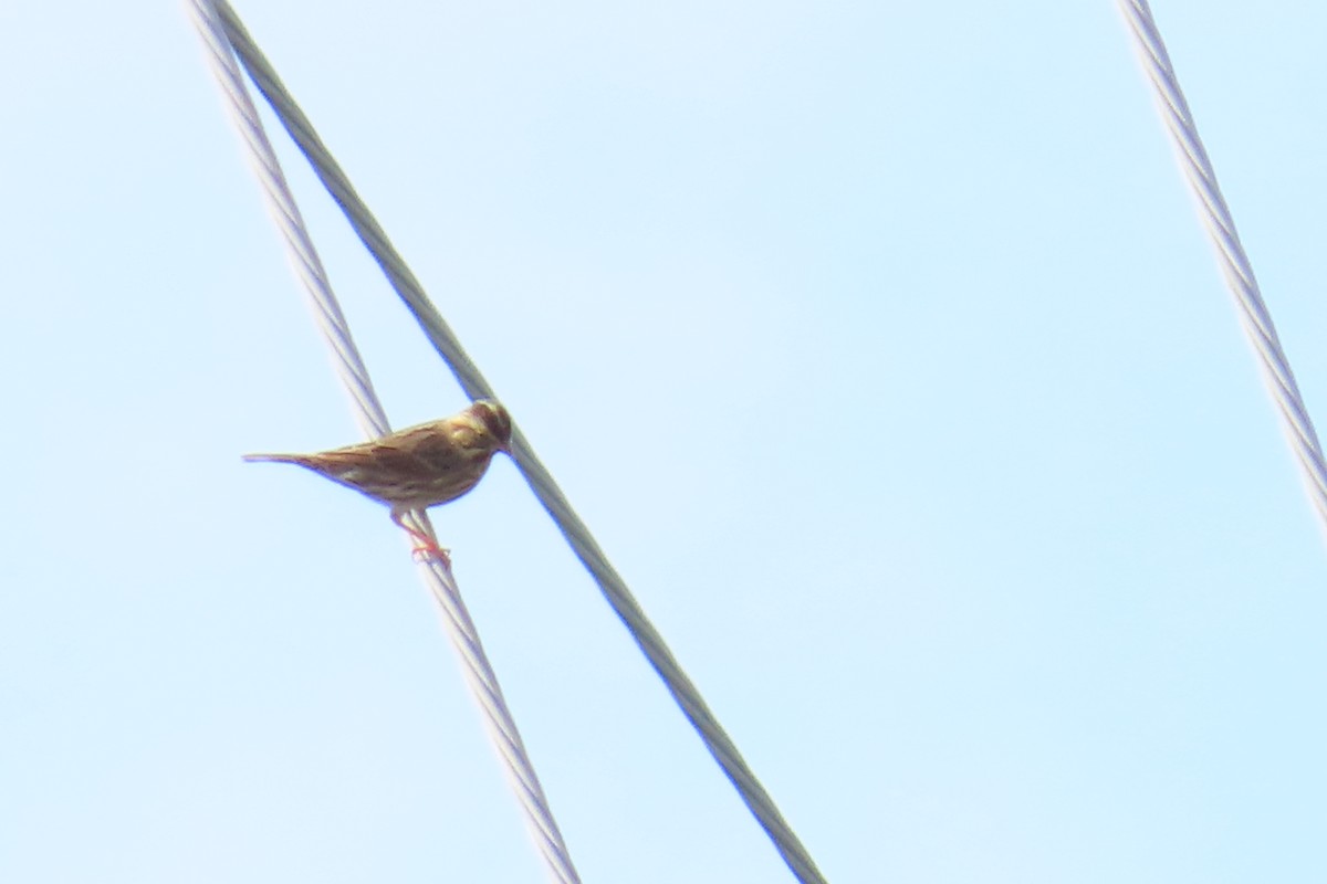 Savannah Sparrow - ML644326462