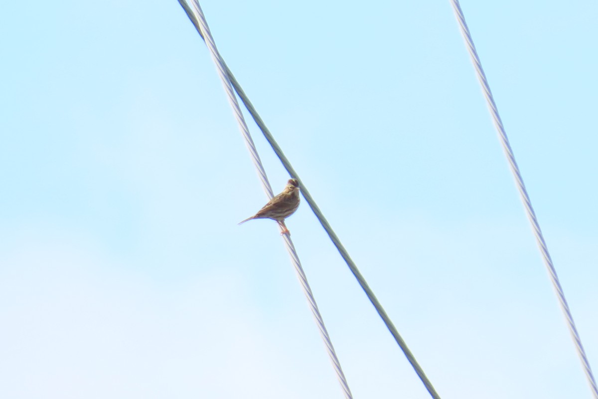 Savannah Sparrow - ML644326463