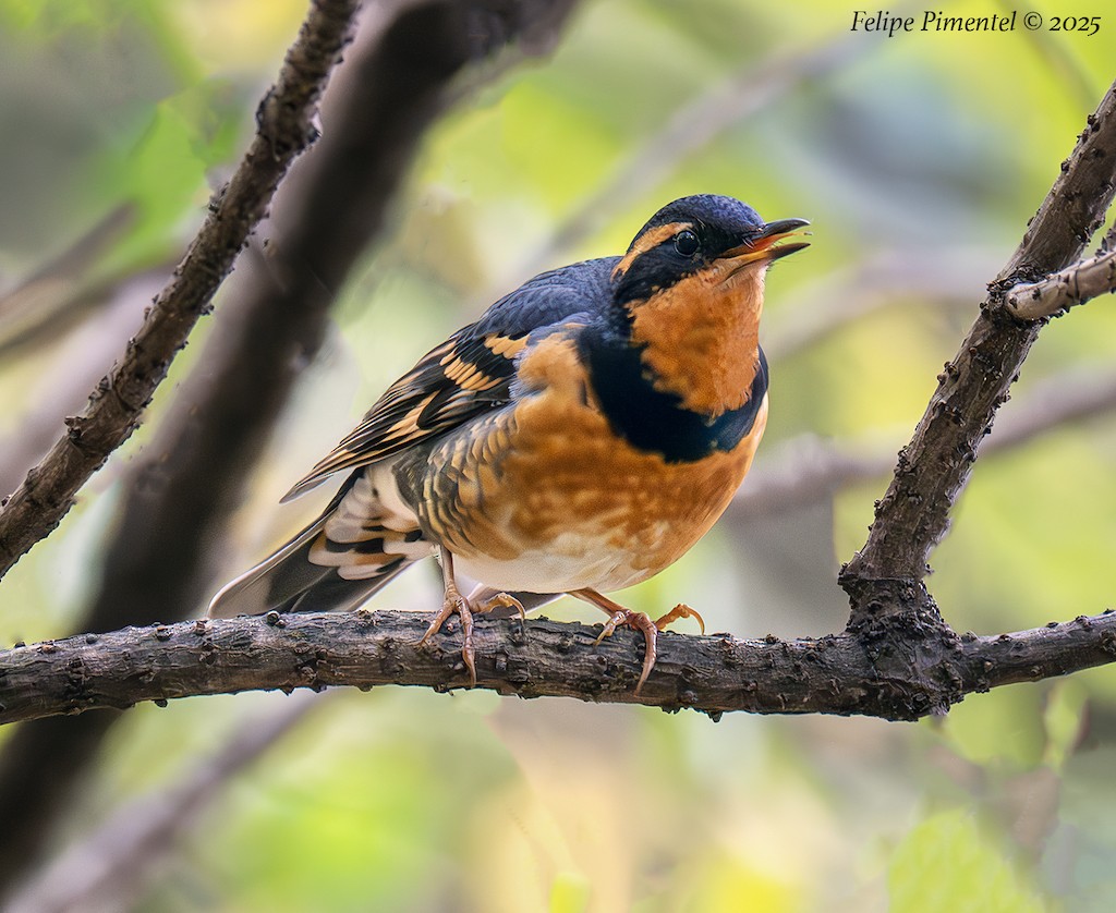 Varied Thrush - ML644326467
