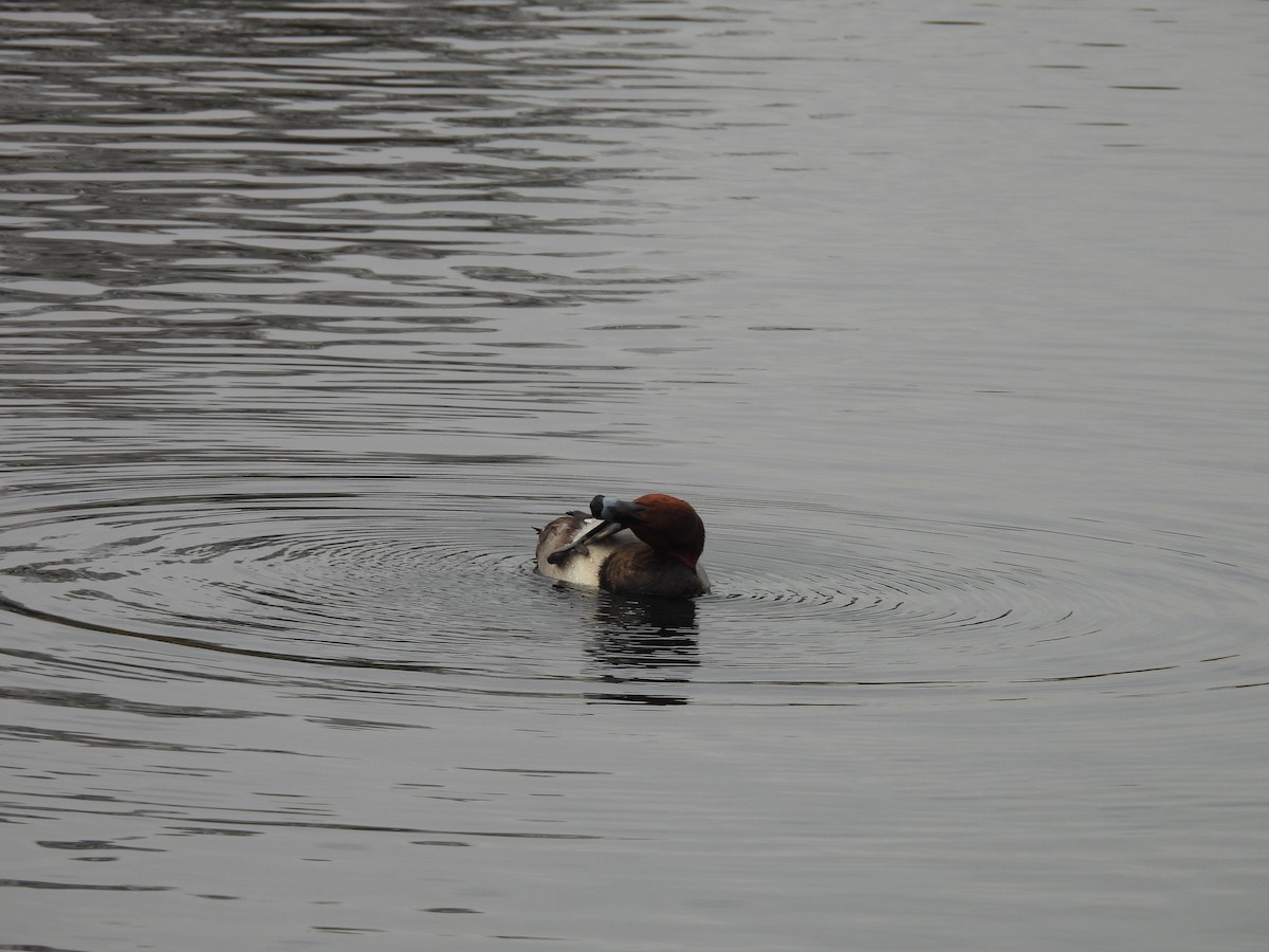 Murgilari arrunta - ML644326468