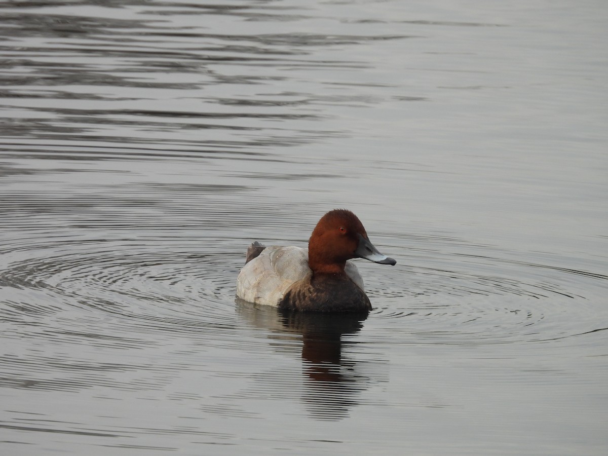 Murgilari arrunta - ML644326470