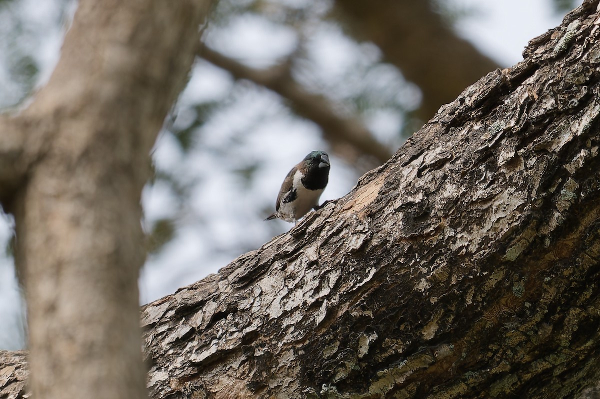 Bronze Mannikin - ML644326479