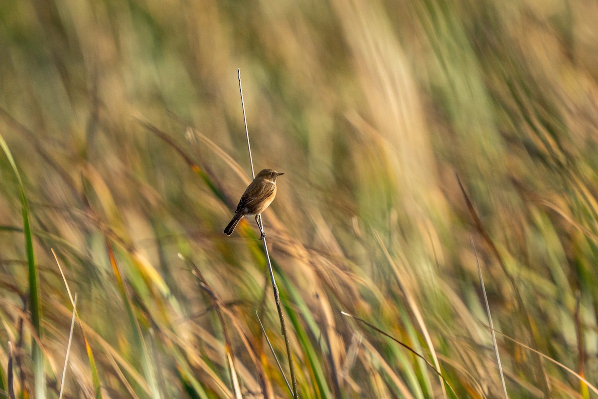 Pitxartxar burubeltza - ML644326482