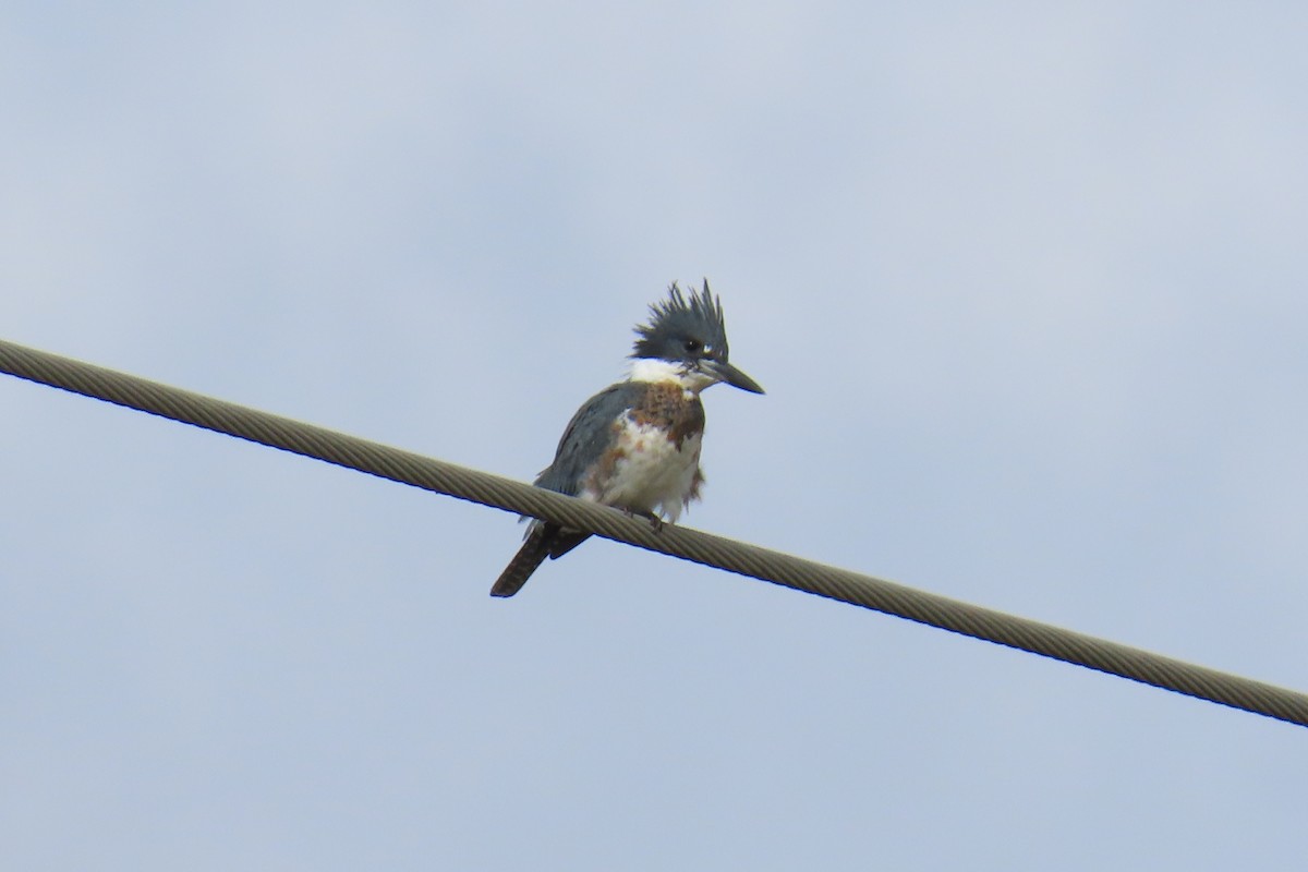 Martin handi iparramerikarra - ML644326484