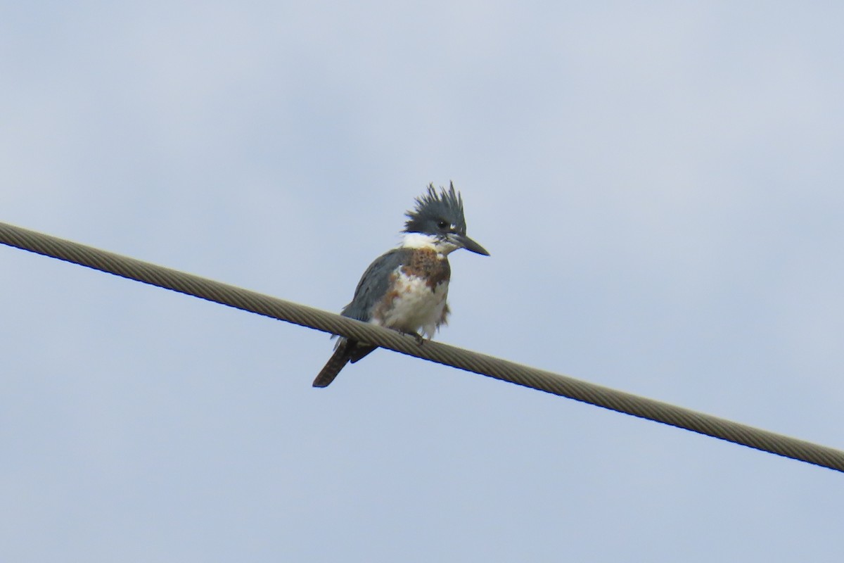 Martin handi iparramerikarra - ML644326485