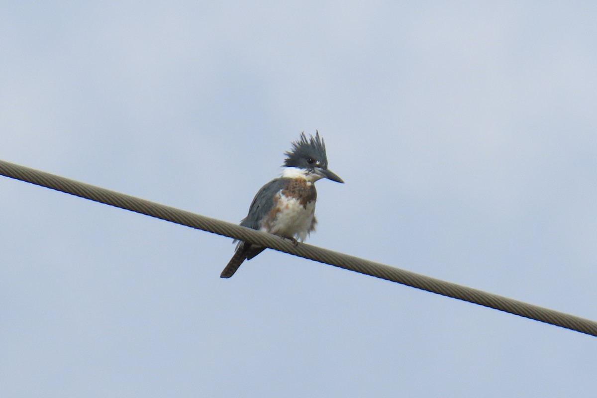 Martin handi iparramerikarra - ML644326486