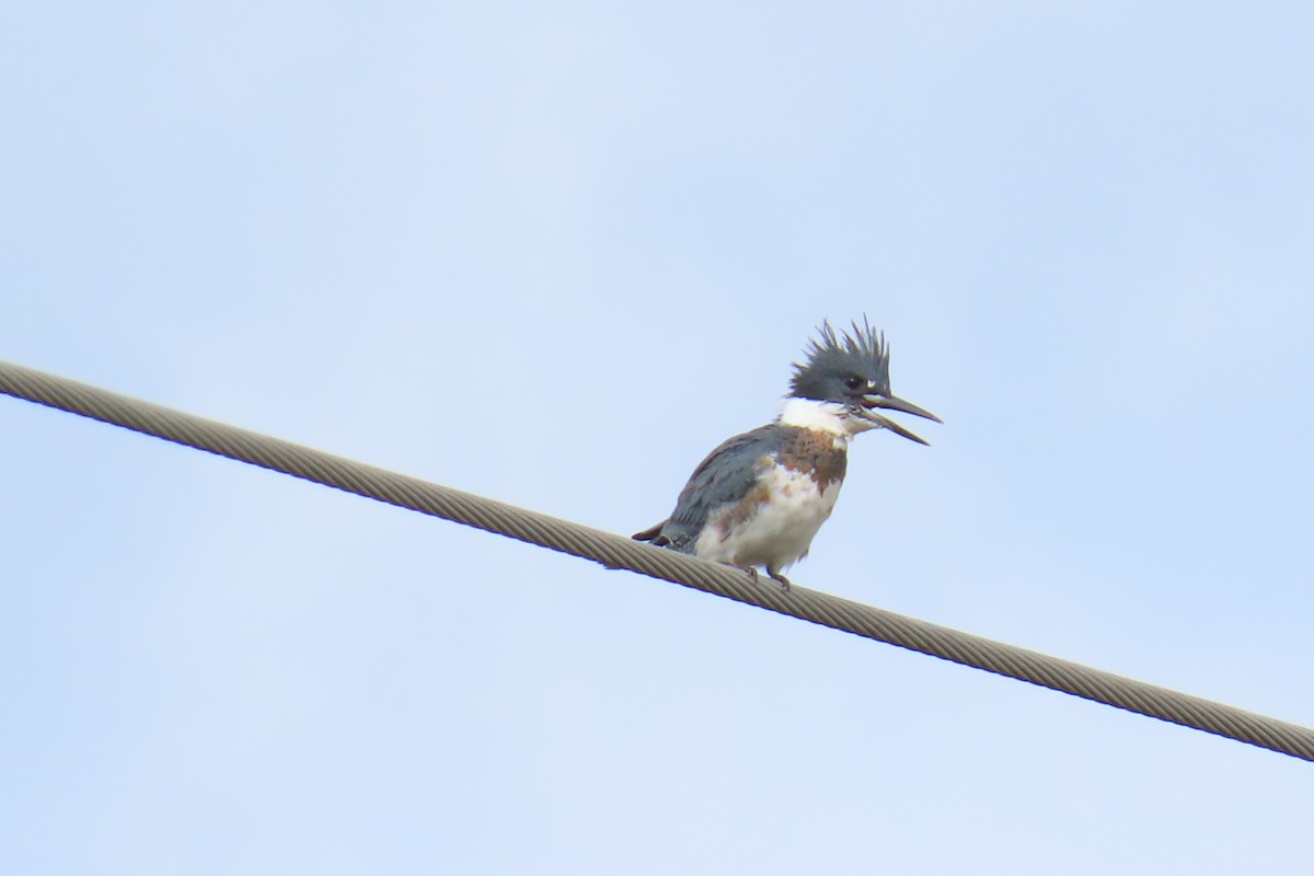 Martin handi iparramerikarra - ML644326487