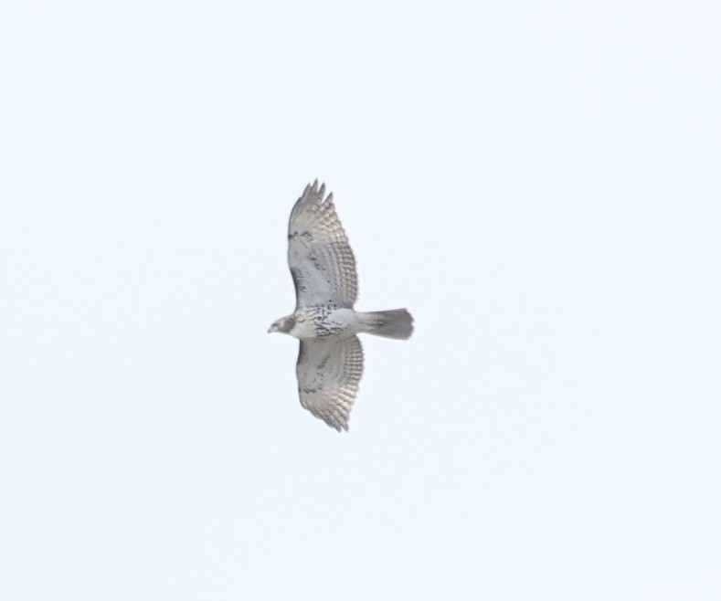 Zapelatz buztangorria - ML644326490