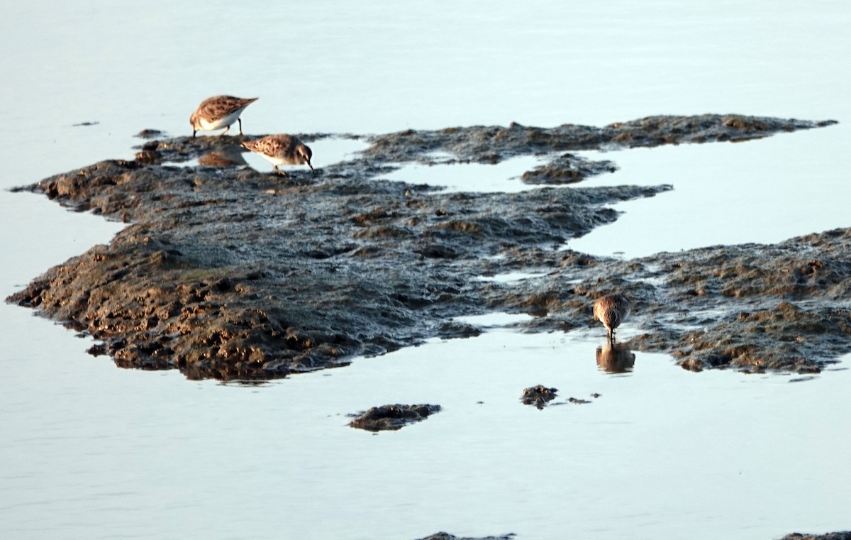 Txirri nanoa - ML644326491