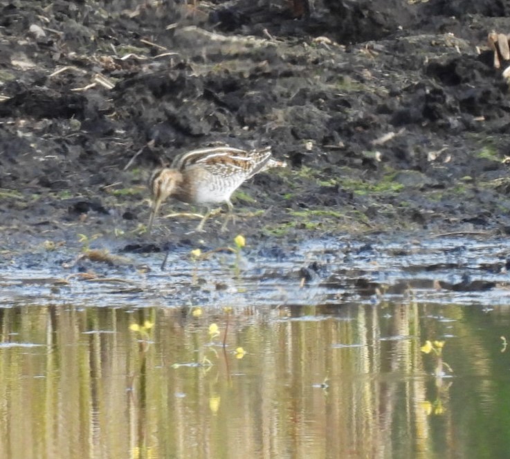 Wilson istingorra - ML644326494