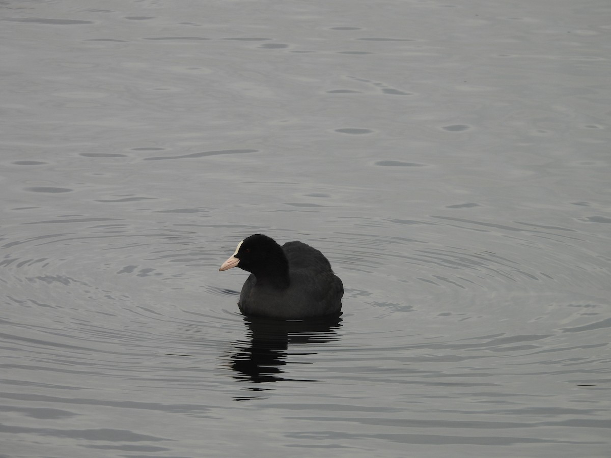 Kopetazuri arrunta - ML644326495