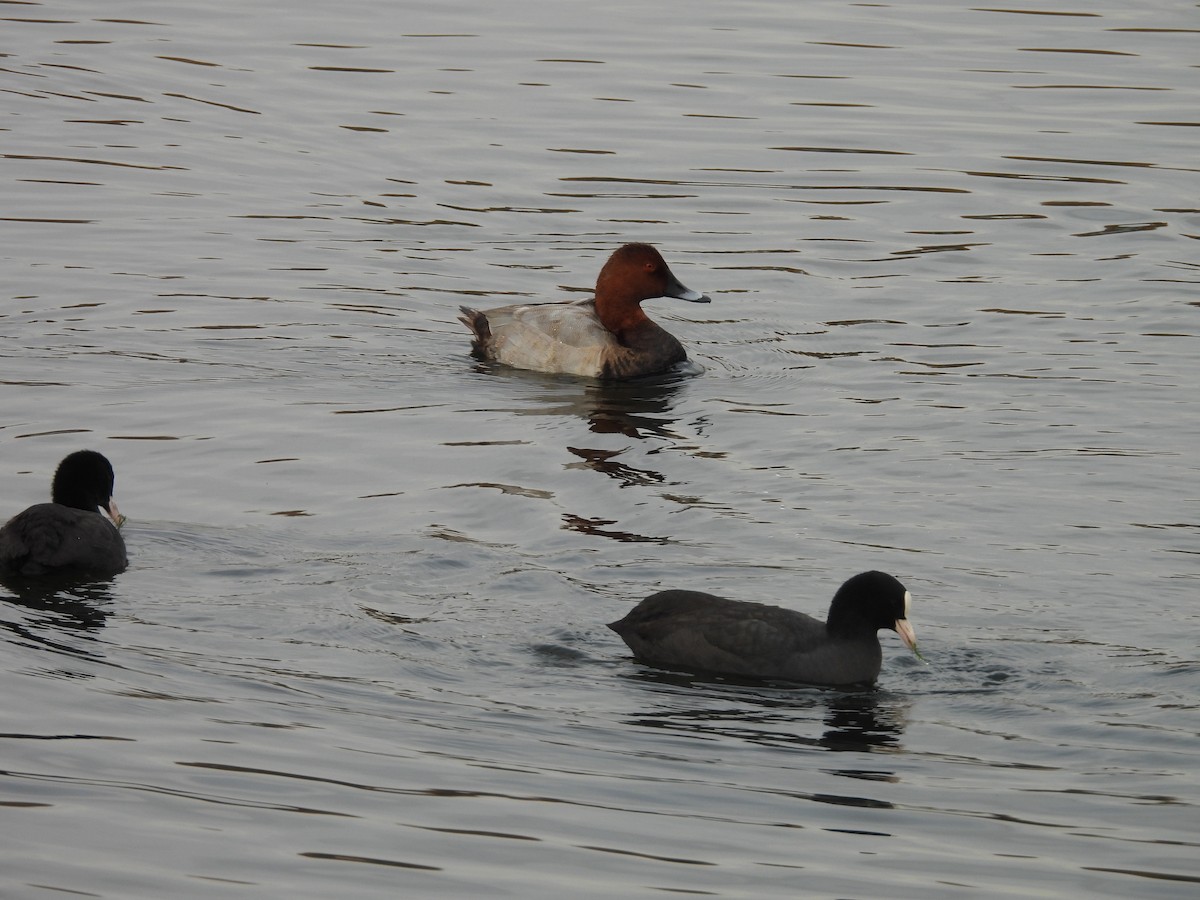 Kopetazuri arrunta - ML644326496