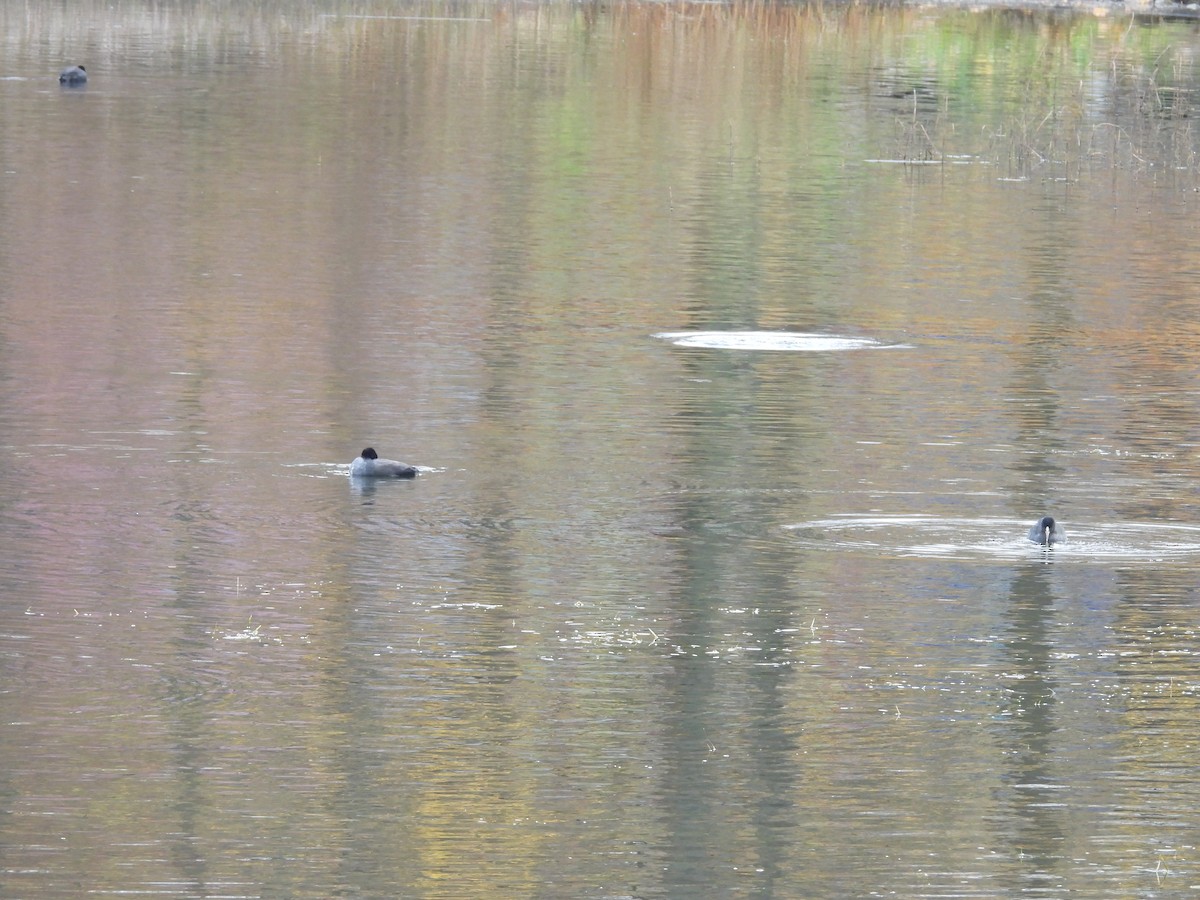 Kopetazuri arrunta - ML644326497