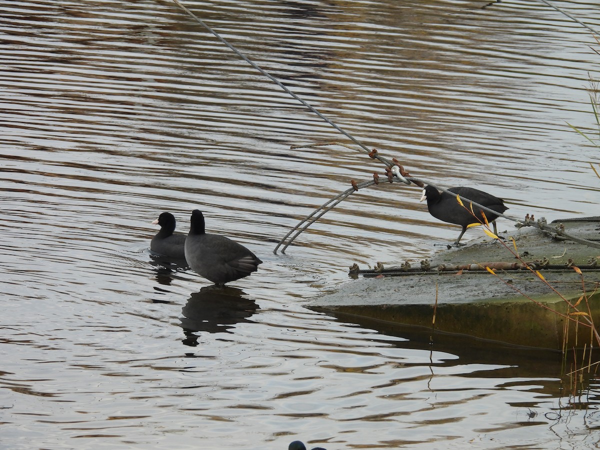 Kopetazuri arrunta - ML644326498