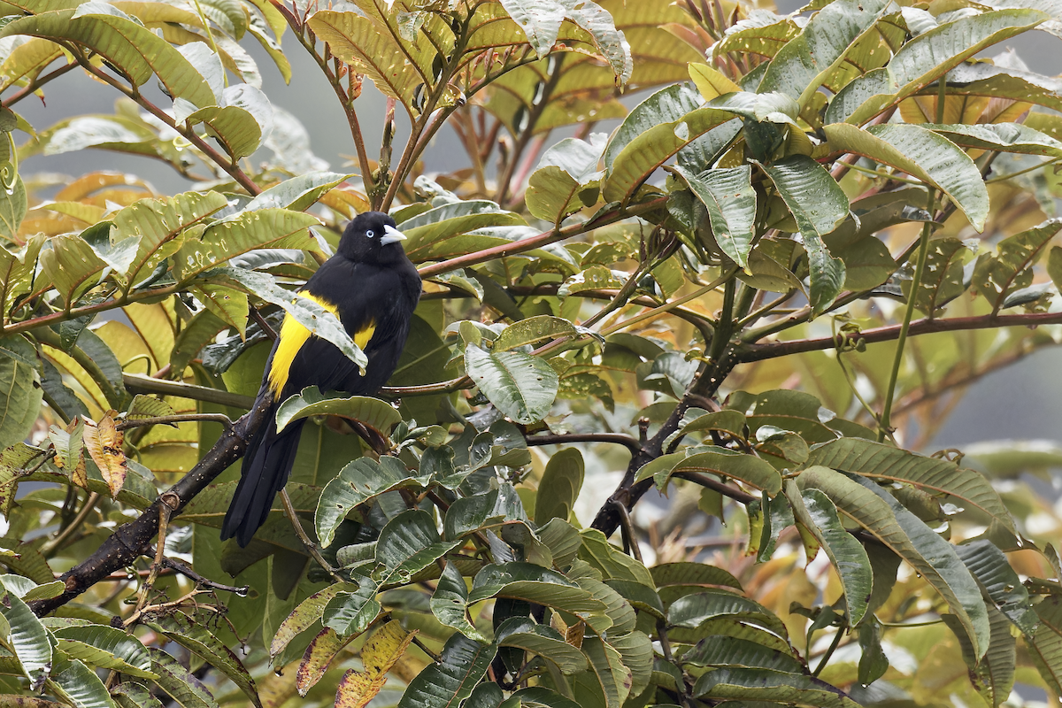 Mountain Cacique - ML644326499