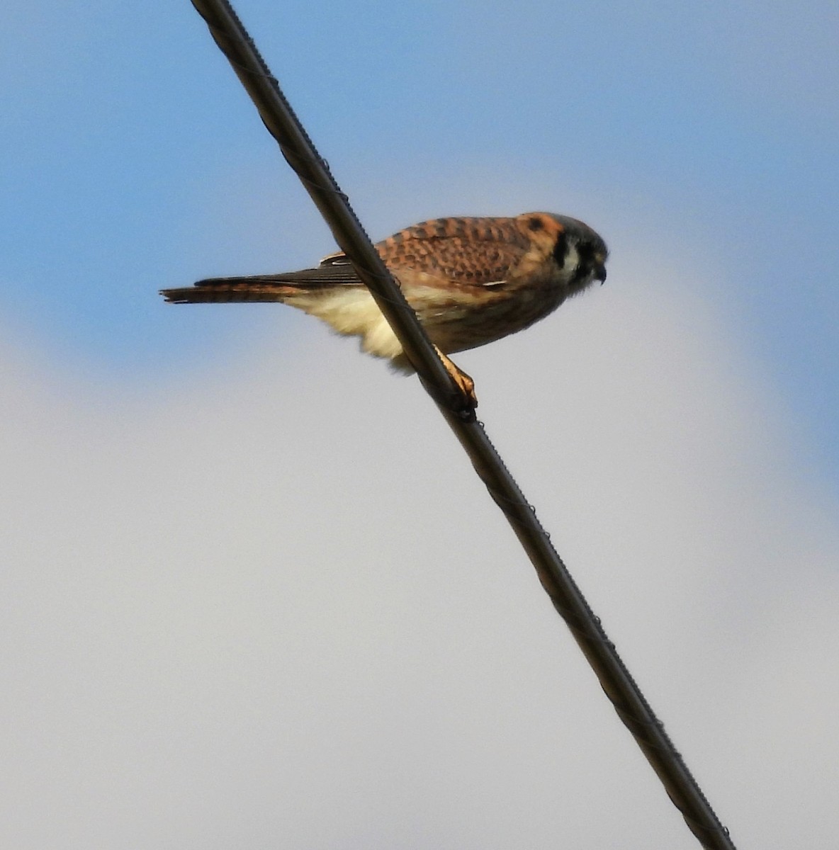 Belatz amerikarra - ML644326500