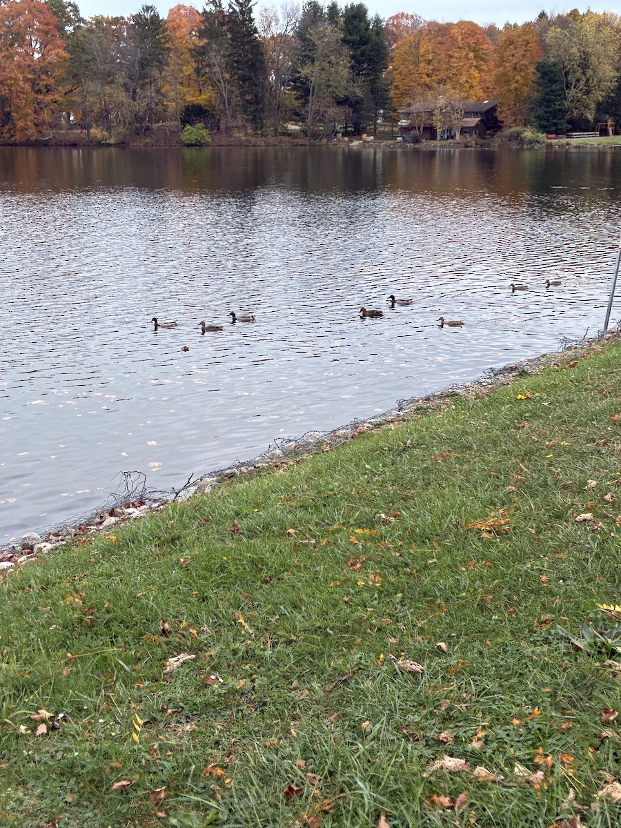 Basahatea - ML644326502